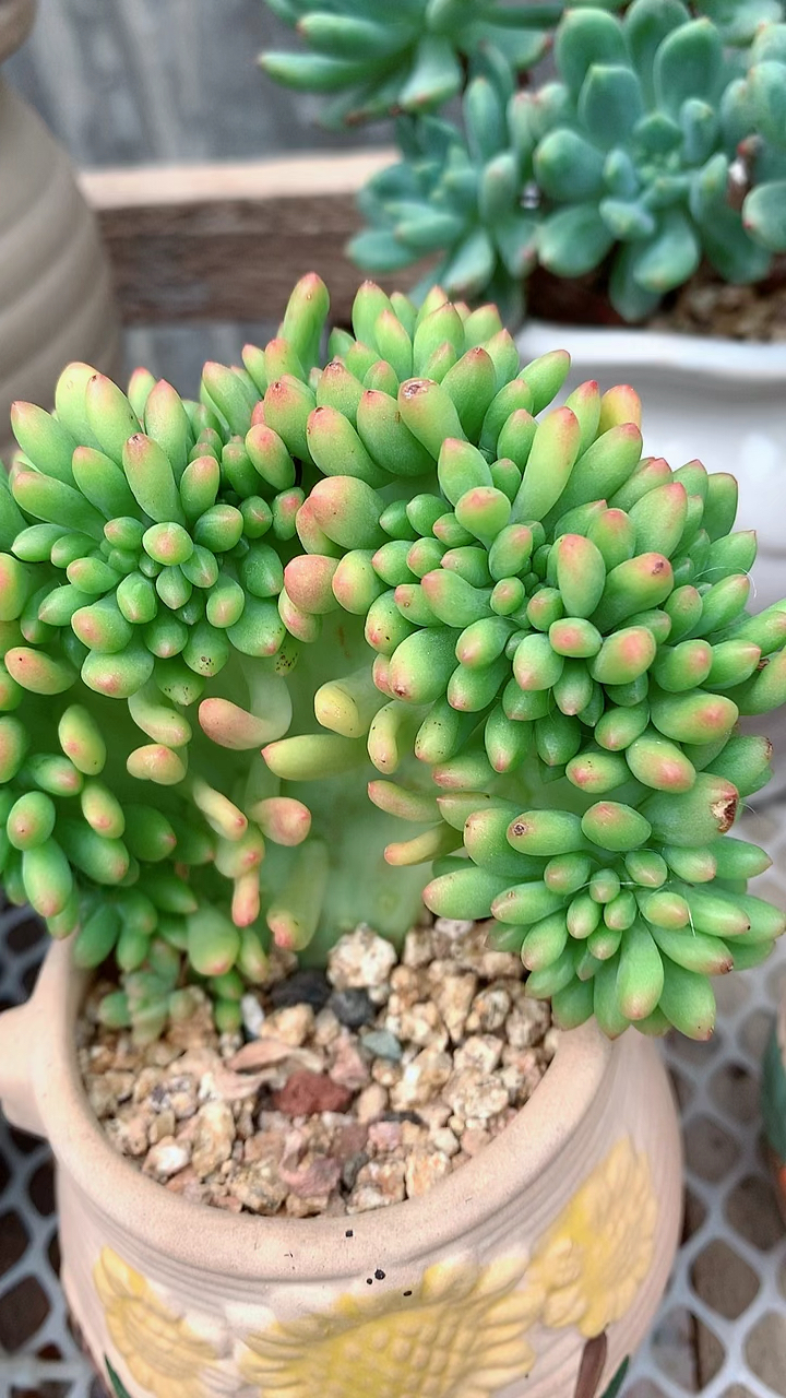 多肉植物#春萌缀化