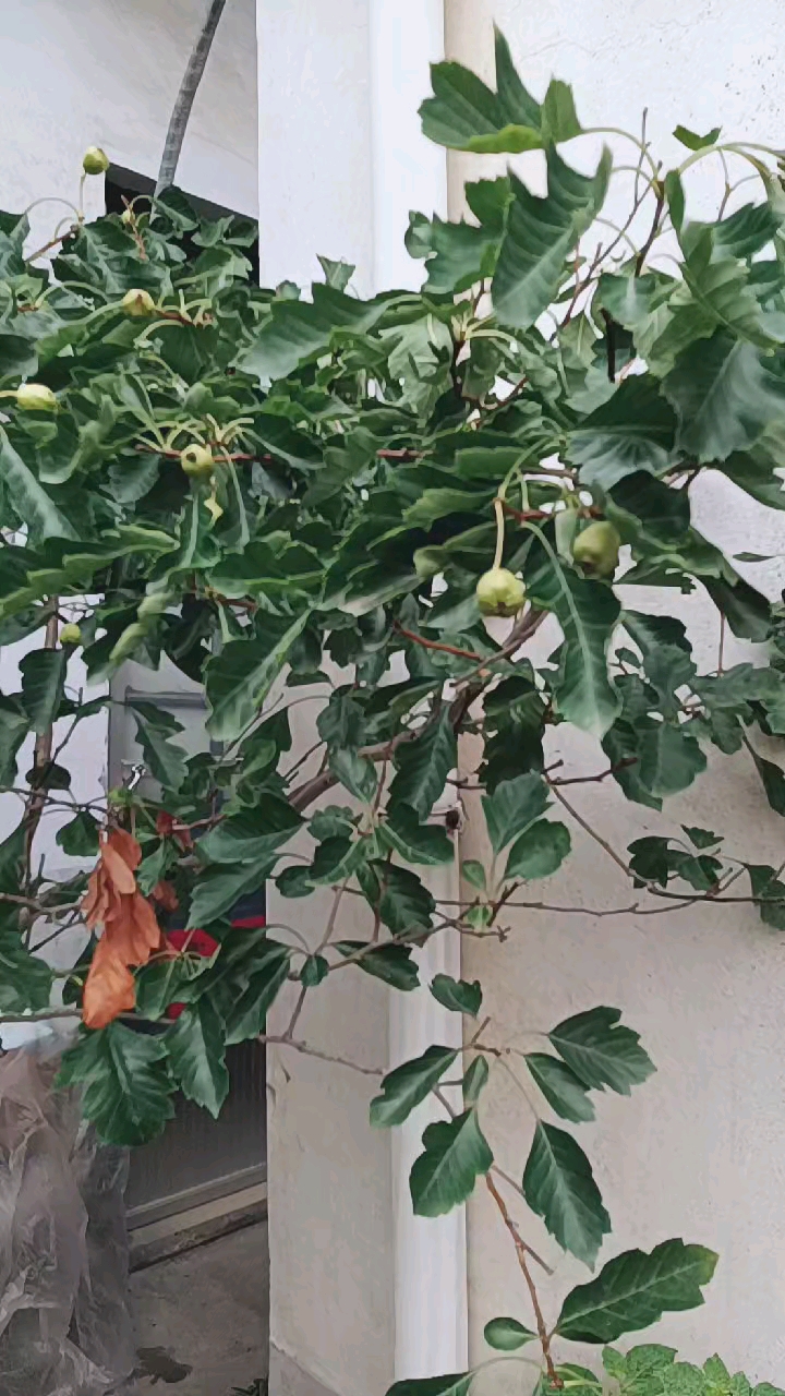 夏天的山楂树