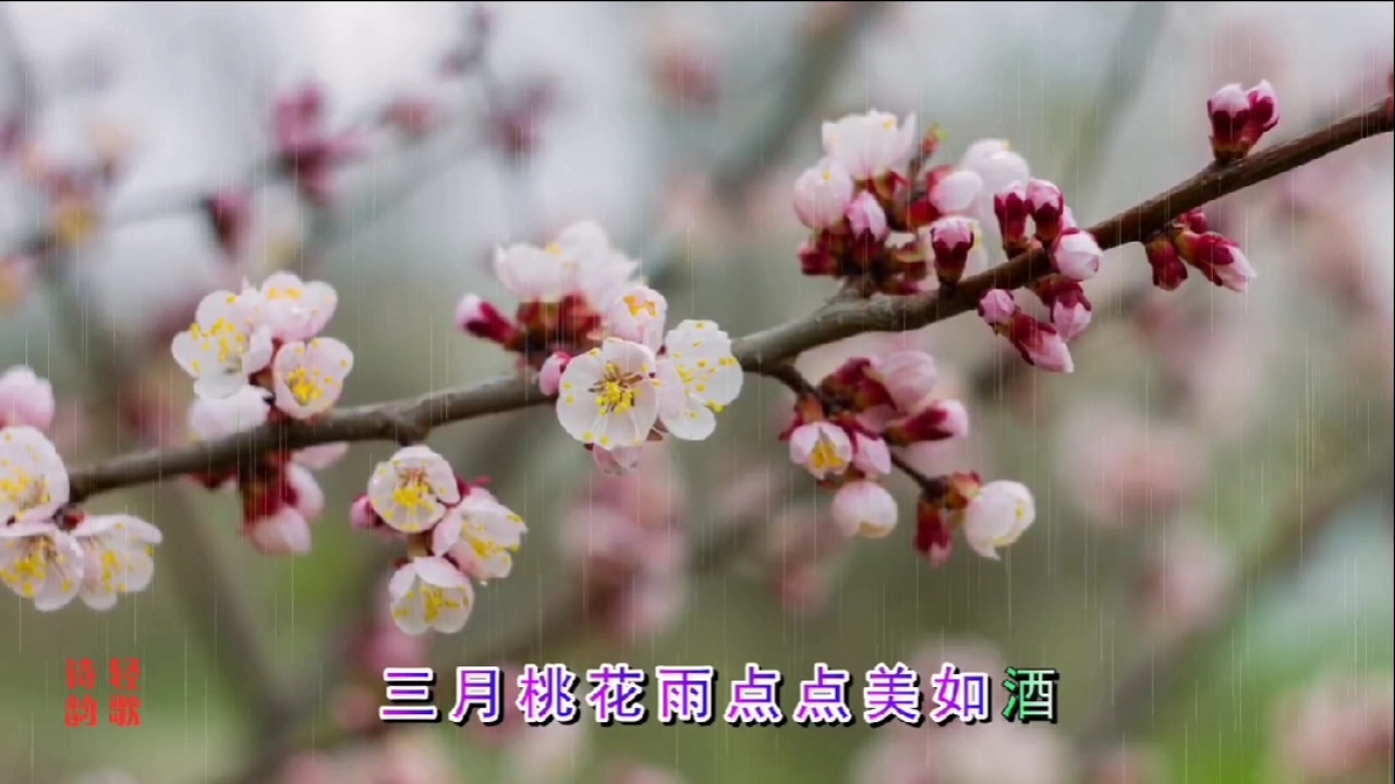 音为有你#童丽的《三月桃花雨》,音乐优美,动人心弦,醉了!