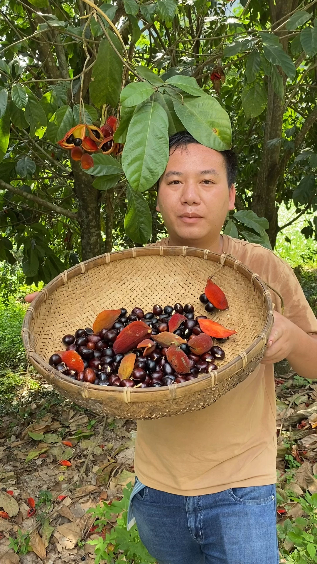 九层皮果熟了,摘果煮来吃,口感比板栗更香糯,也叫凤眼果,萍婆果,拿来