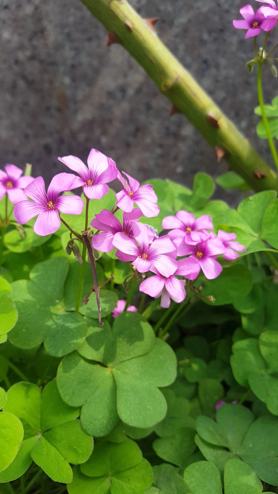 漂亮的酢浆草花