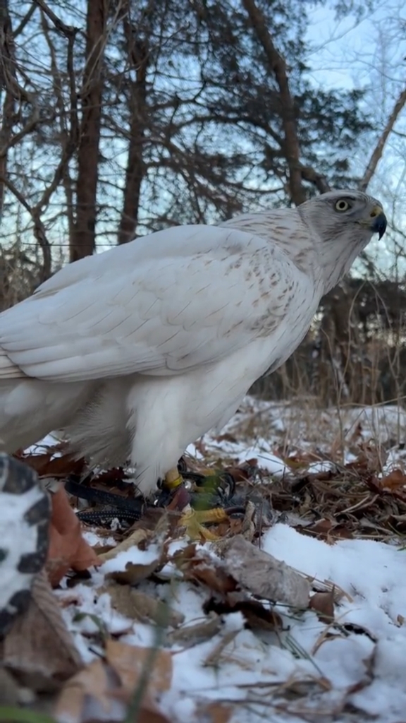 猎隼的小收获也不会忘记的