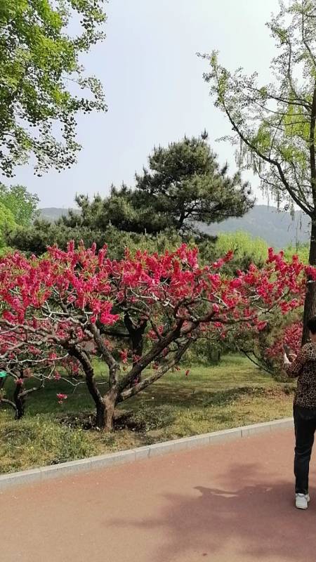 北京植物园怒放的碧桃花吸引了不少游客.