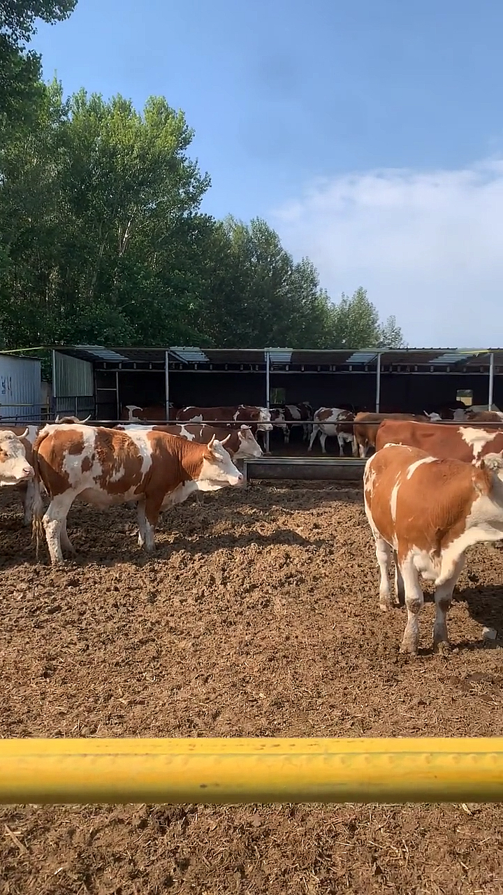 山东西门塔尔牛养殖基地自繁自养,眼见为实耳听为虚!来吧朋友