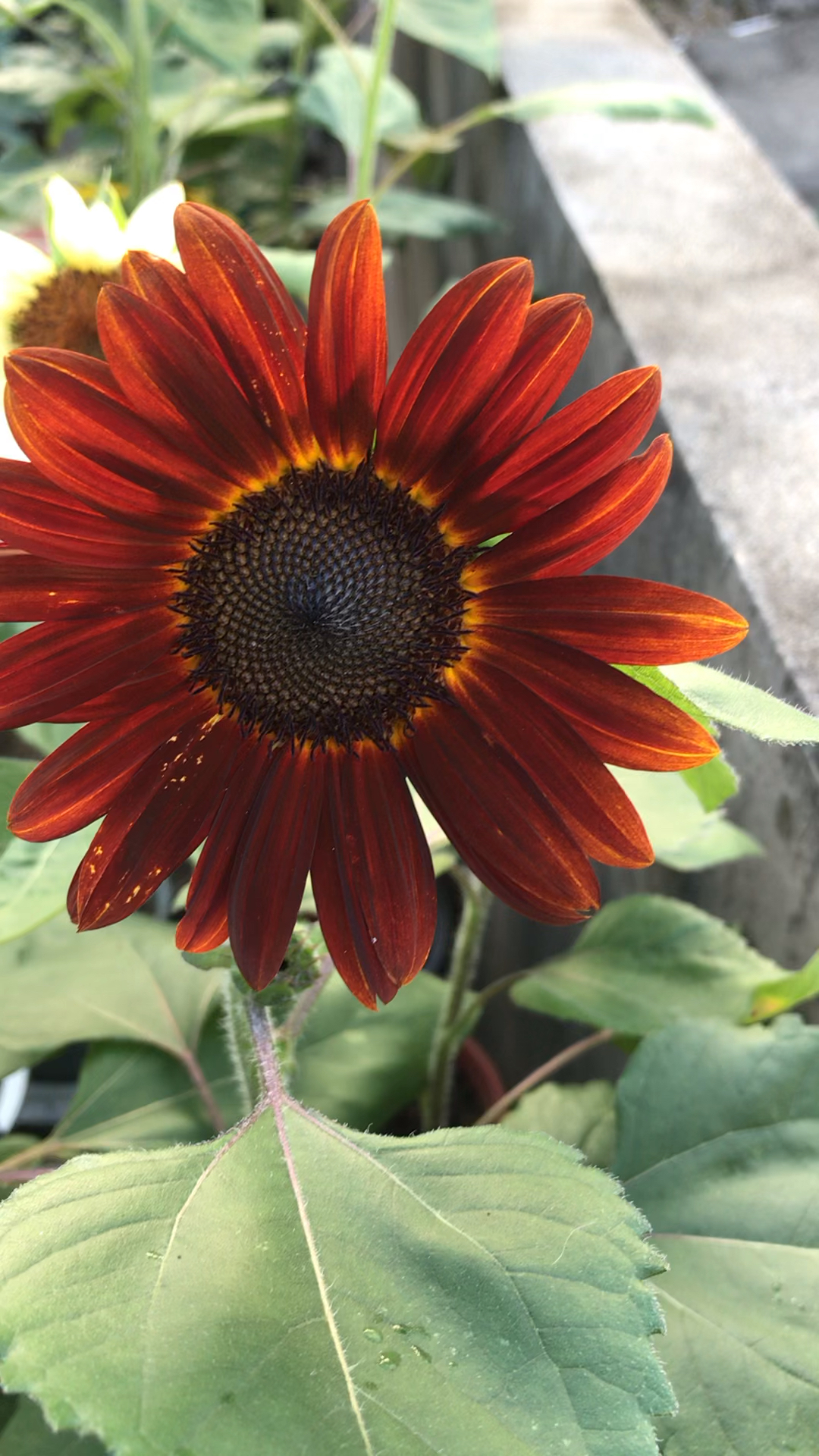 红色的向日葵第一次见哦