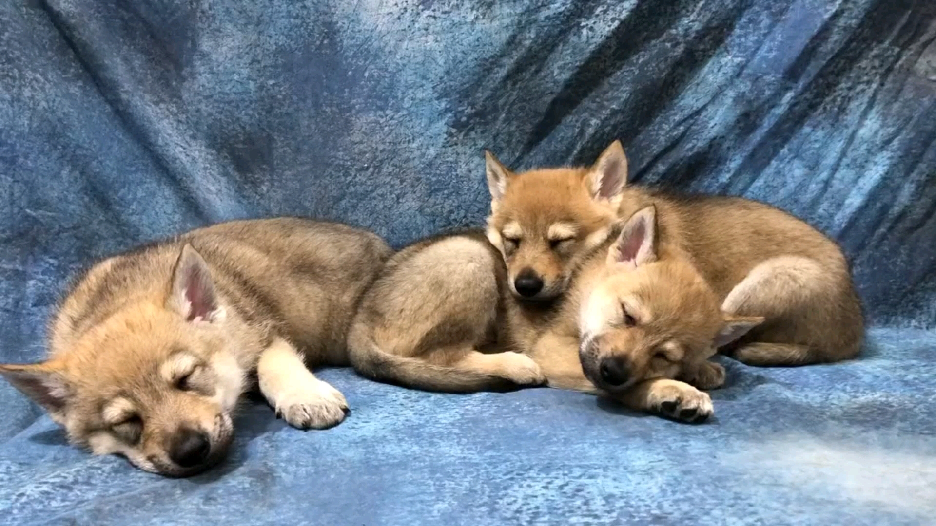 捷克狼犬捷克狼幼犬这也太可爱了吧