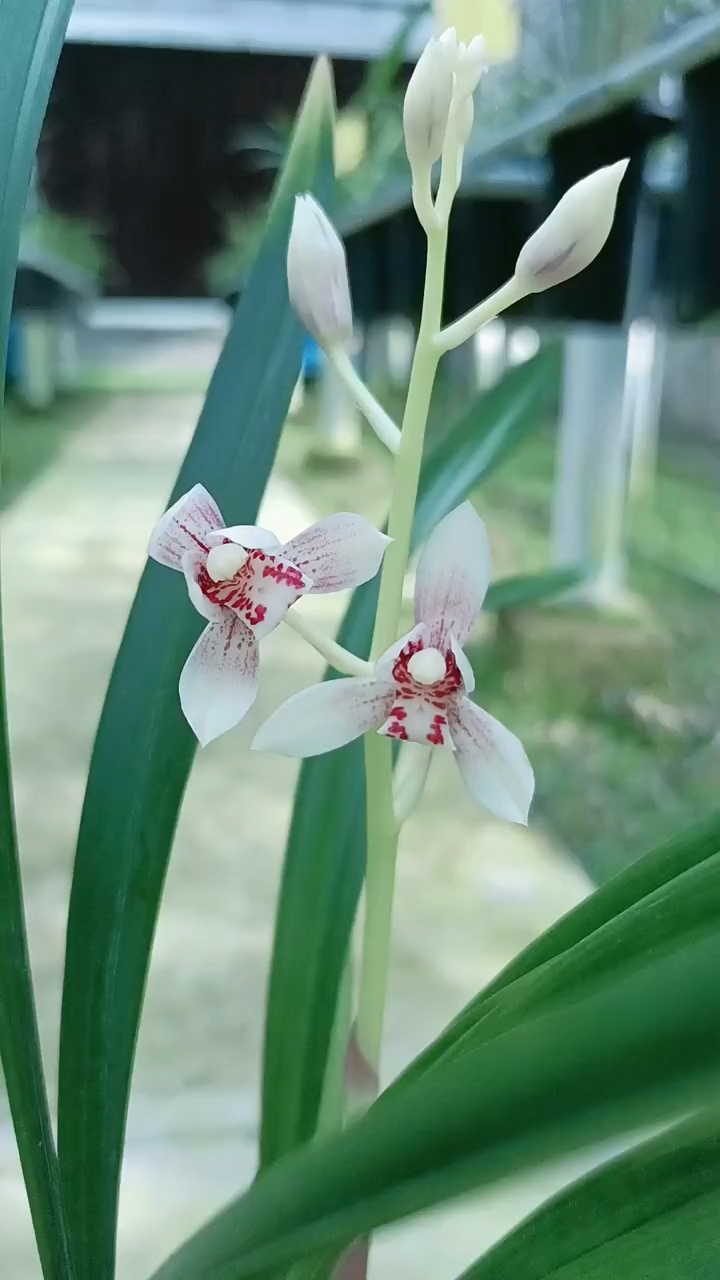 兰花#建兰白子画