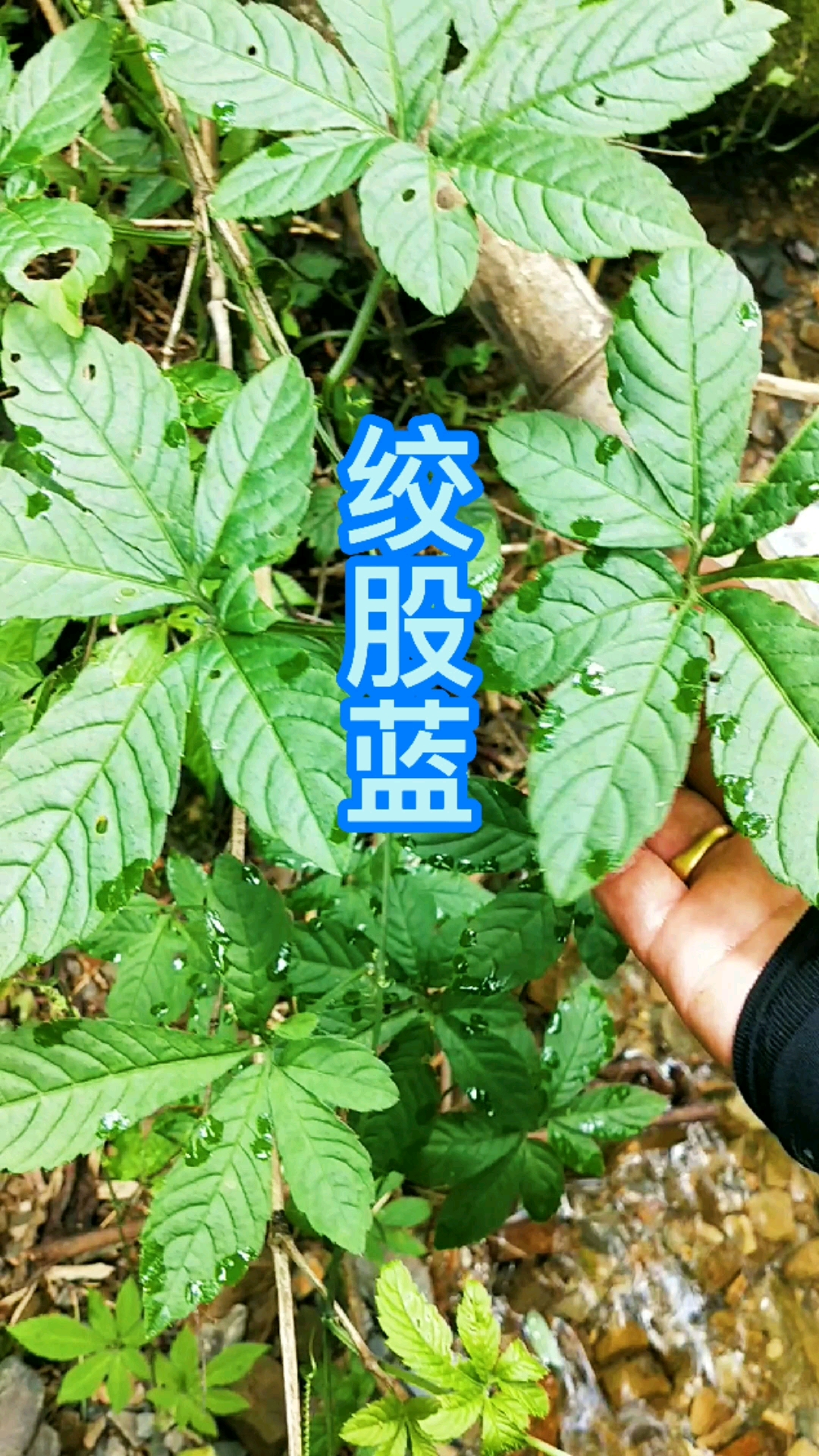 认识中草药 原来这种叶片鸟足状的植物就是绞股蓝