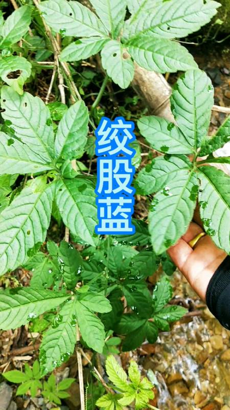 认识中草药#原来这种叶片鸟足状的植物就是绞股蓝,属葫芦科草质攀援