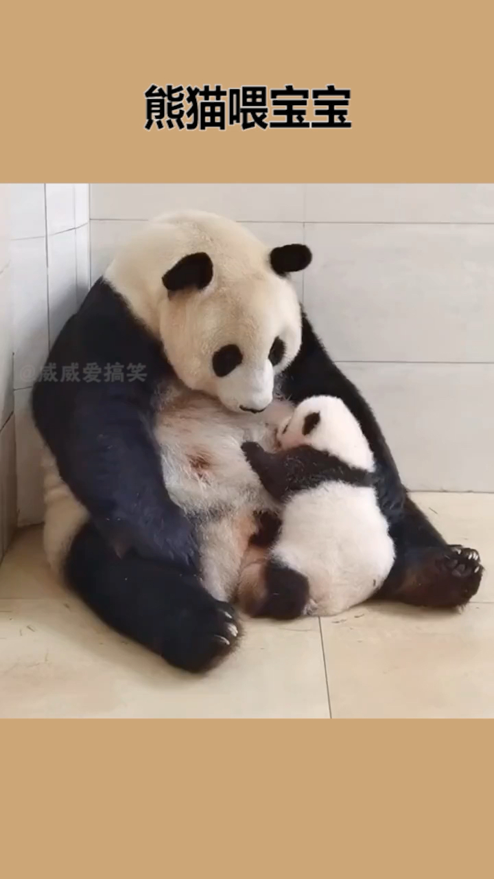 我要上热门#熊猫妈妈喂宝宝.