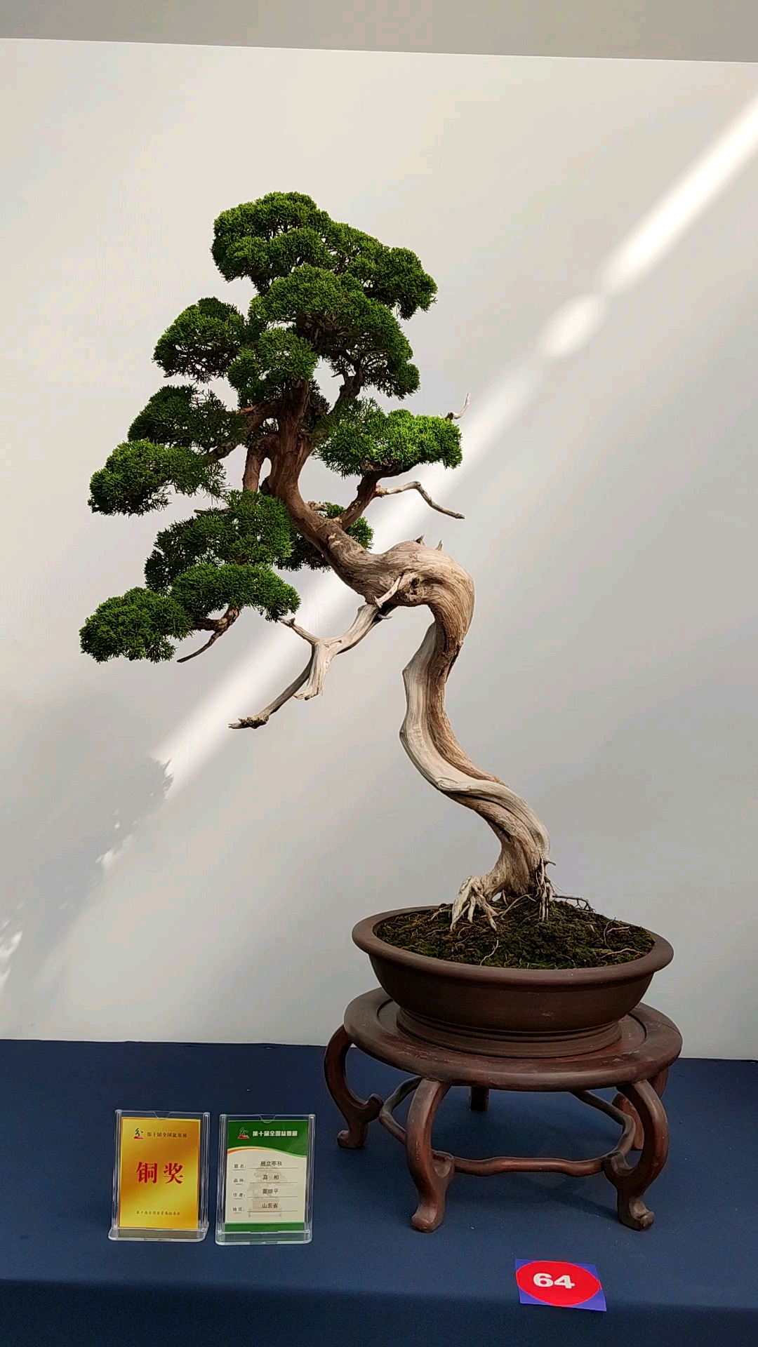 一颗文人的真柏,铜奖哦