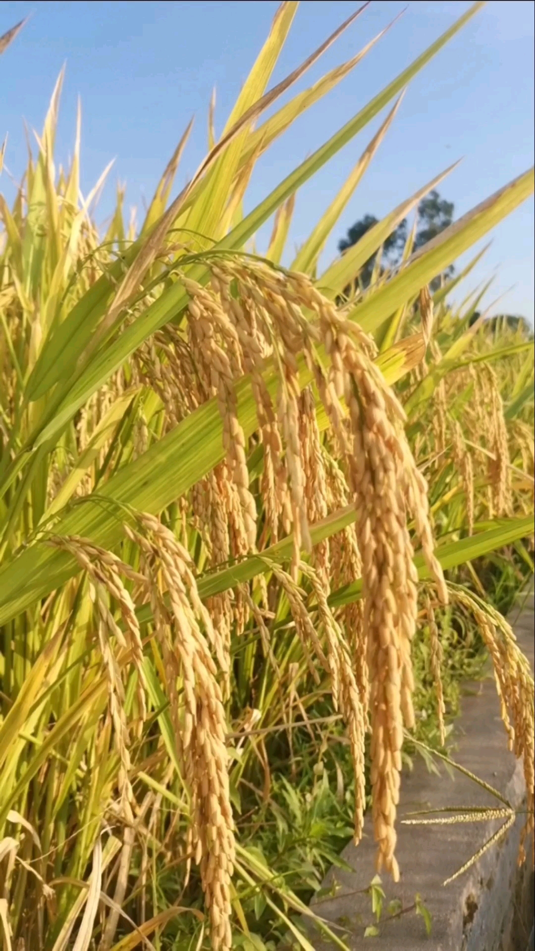 稻子和个人一样,成熟了才会低下头
