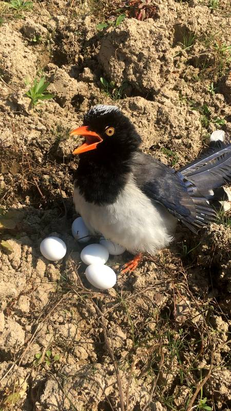 看看冬天了小喜鹊居然还下蛋