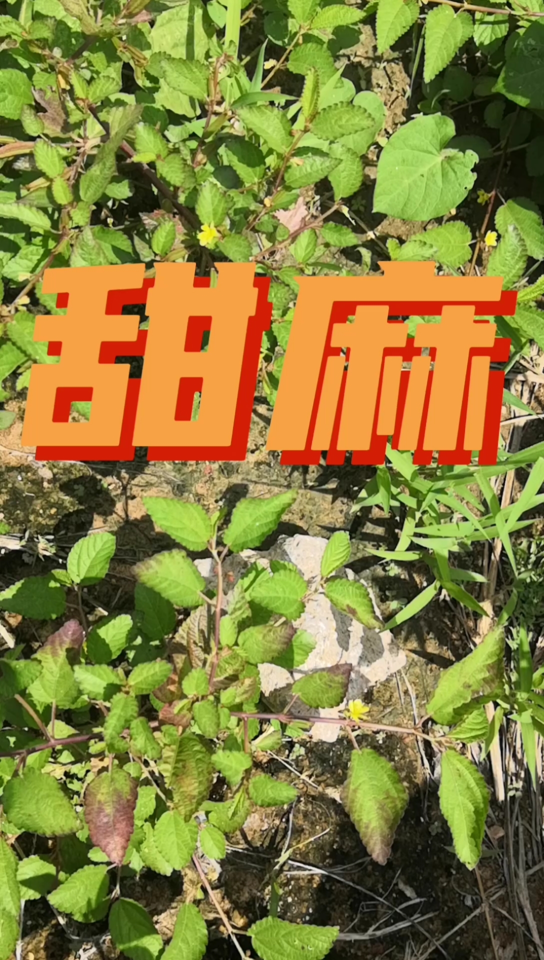甜麻,暑热天气茎叶可以煮水喝