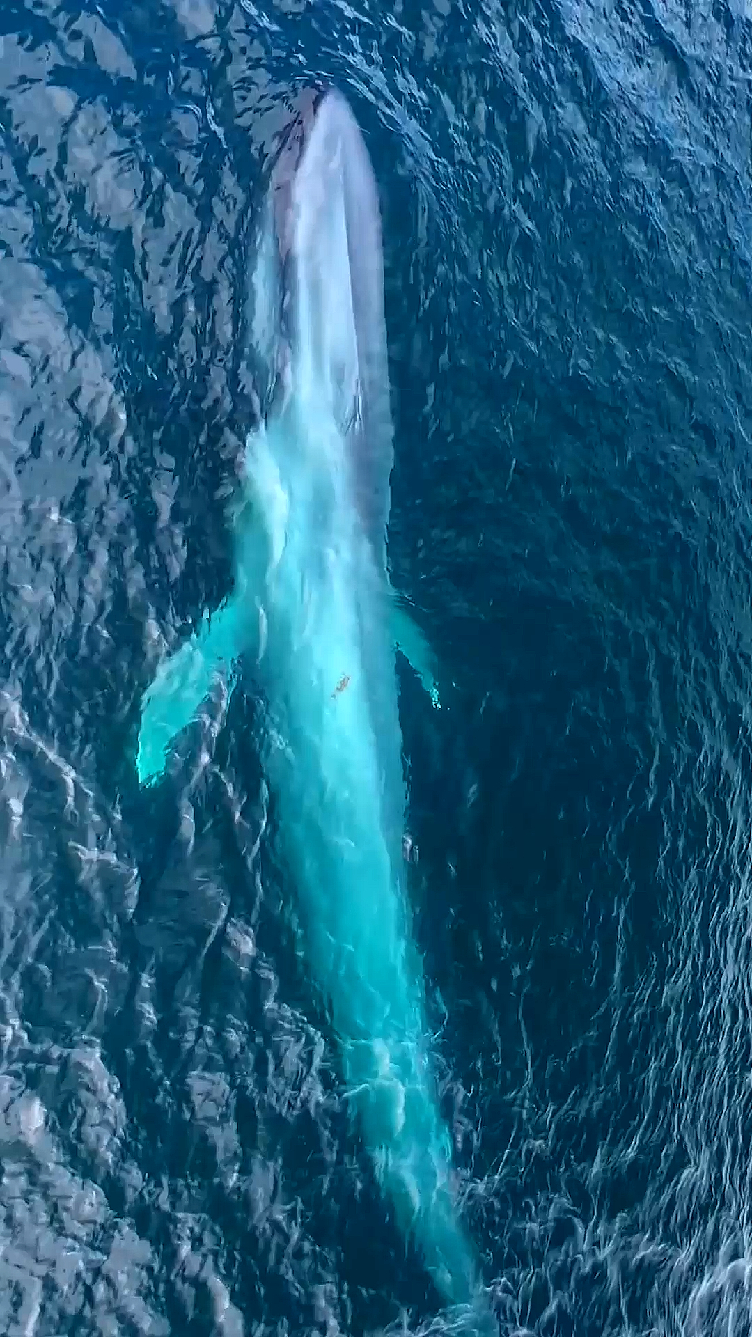 深海蓝鲸 唯美图片