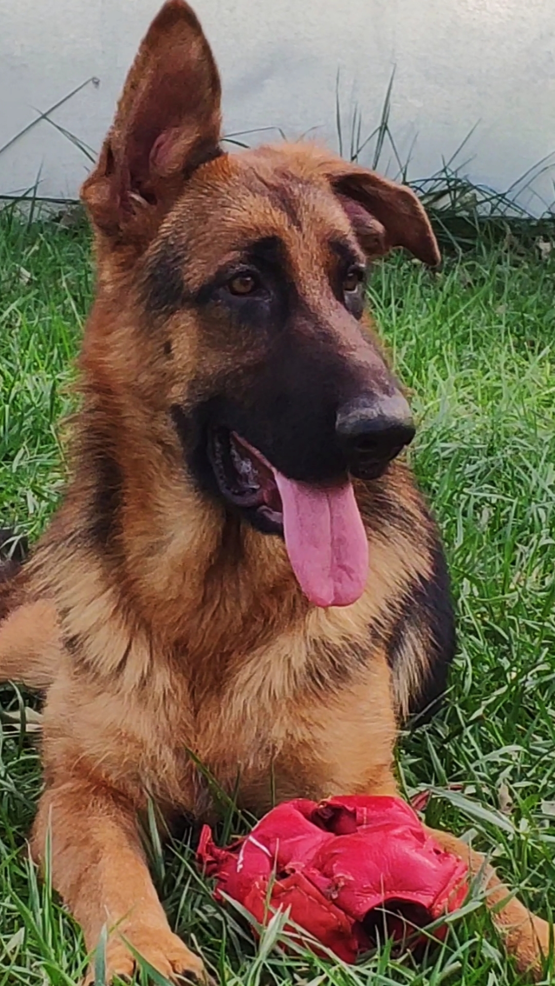 德牧#耳朵立起一个了