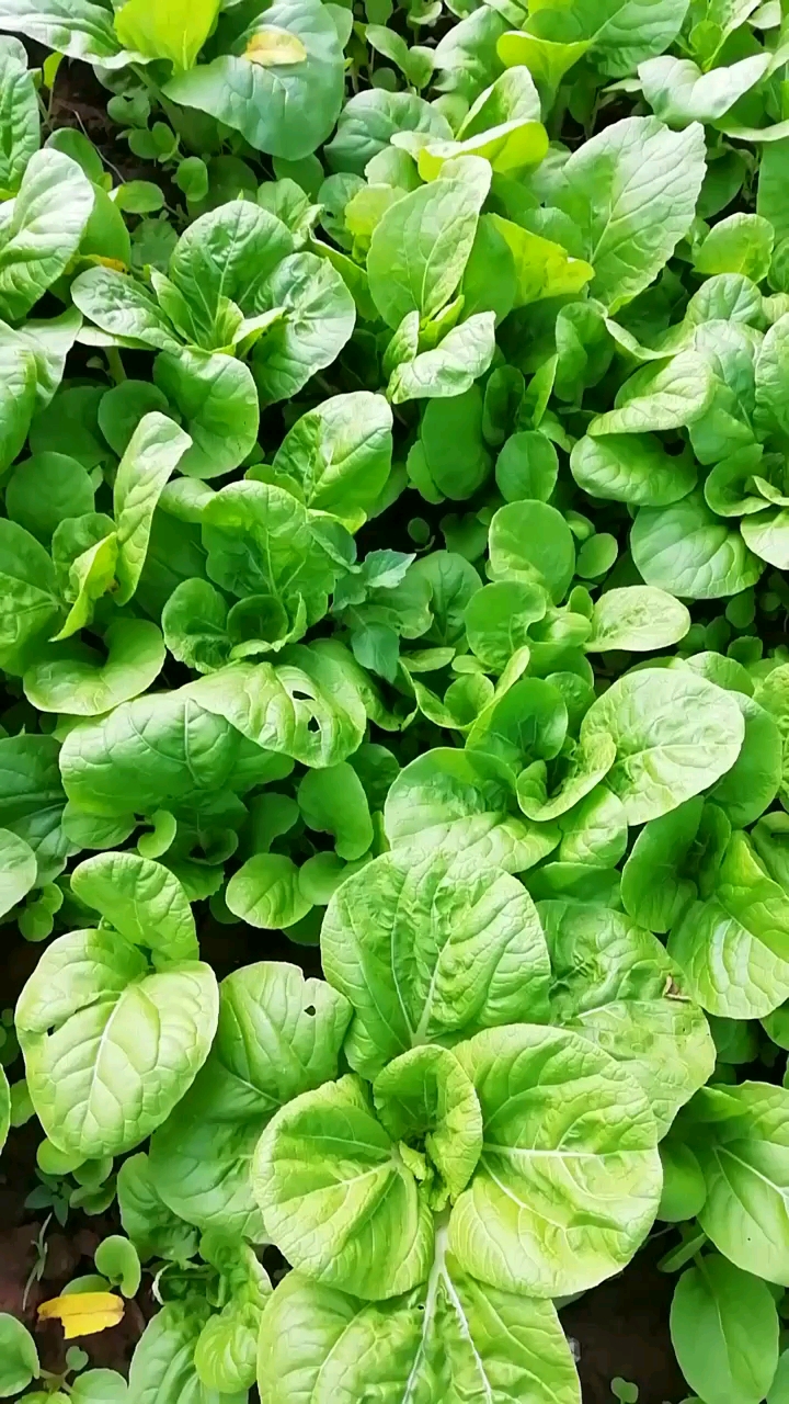 今年种的无筋小白菜又嫩又绿而且还很多,辛苦的劳动是值得的,心底满