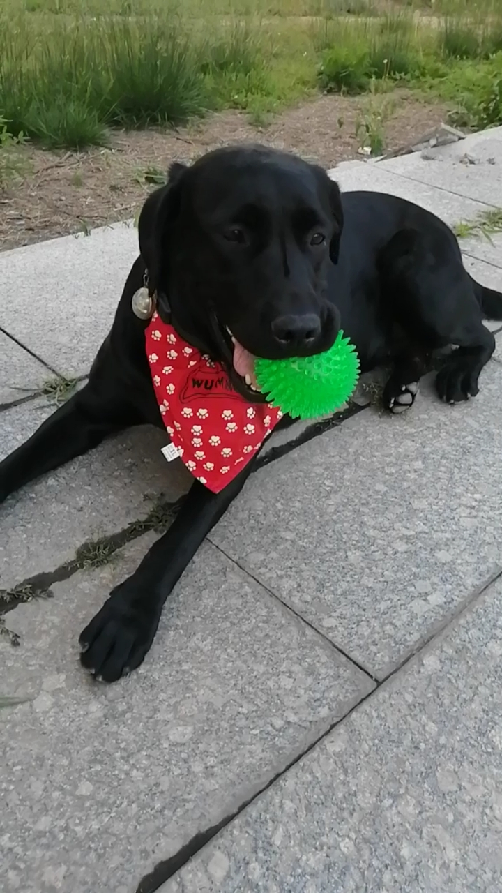 小小爱宠萌化你#好汉不吃眼前亏-纯正美系拉布拉多怀特摩尔