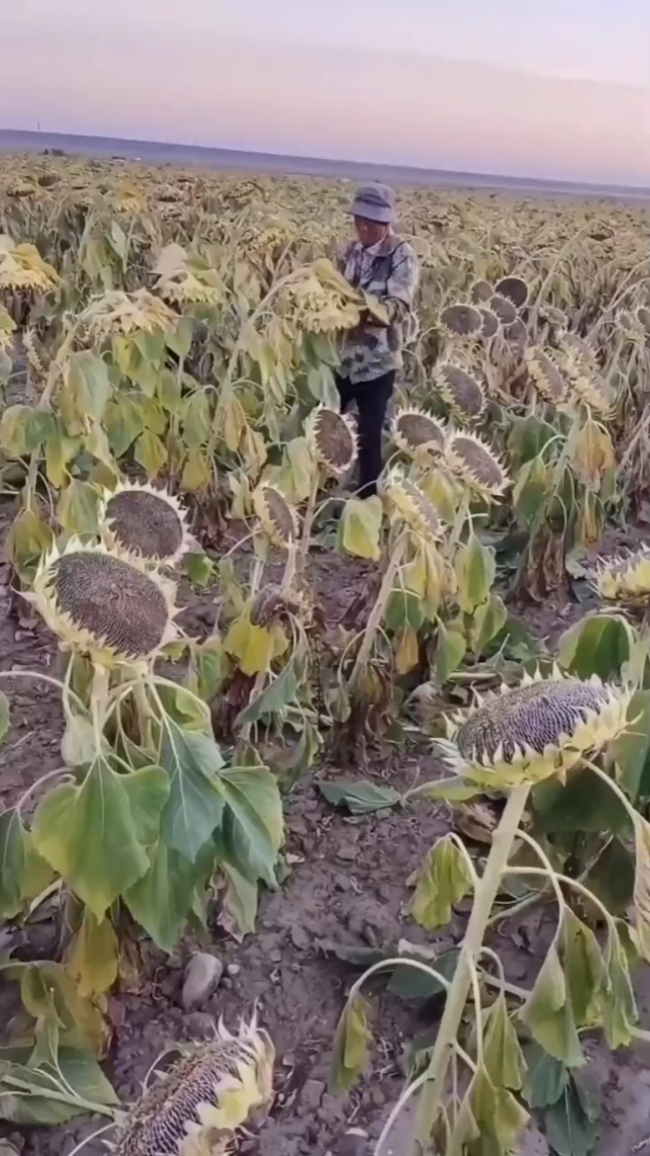 记录生活#砍向日葵头朝上晒太阳,干得快.