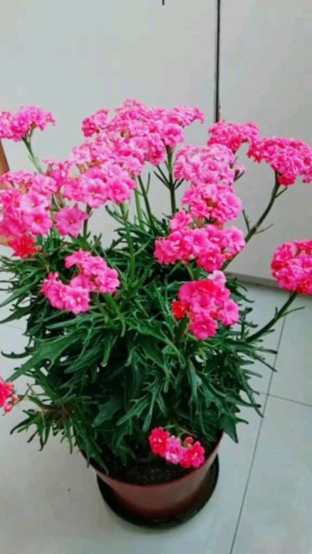 鹿角长寿花,开花漂亮,又好养.-全民小视频