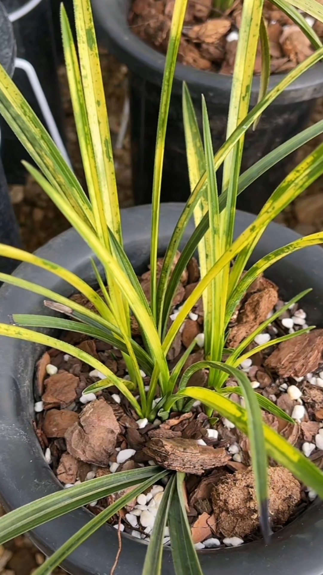 兰花#惠兰大虎斑,惠兰精品艺草