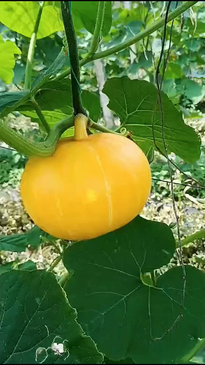 一直纳闷,大爷口中的傻瓜是说我还是瓜?