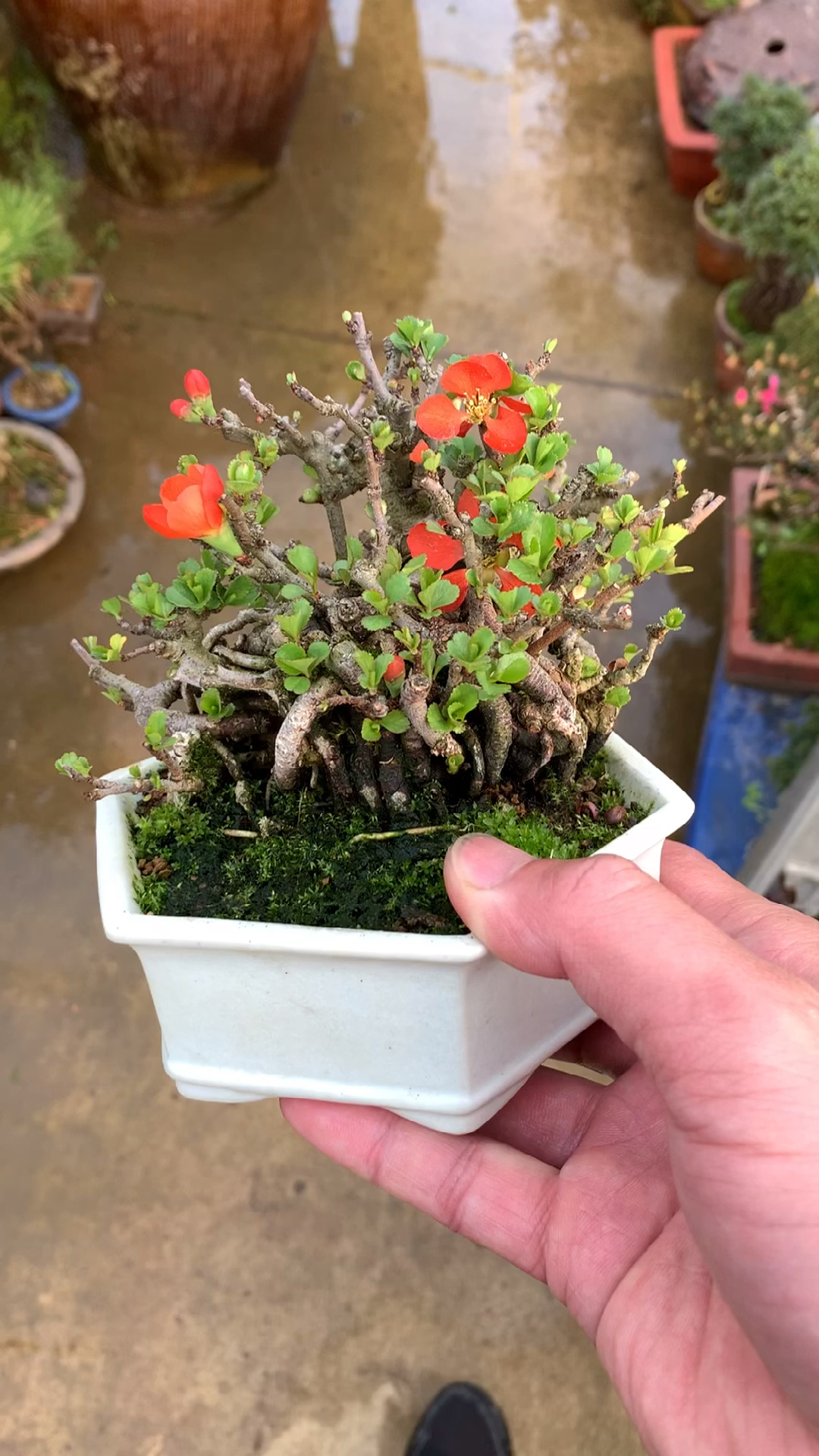 进口长寿梅盆景,超级矮霸