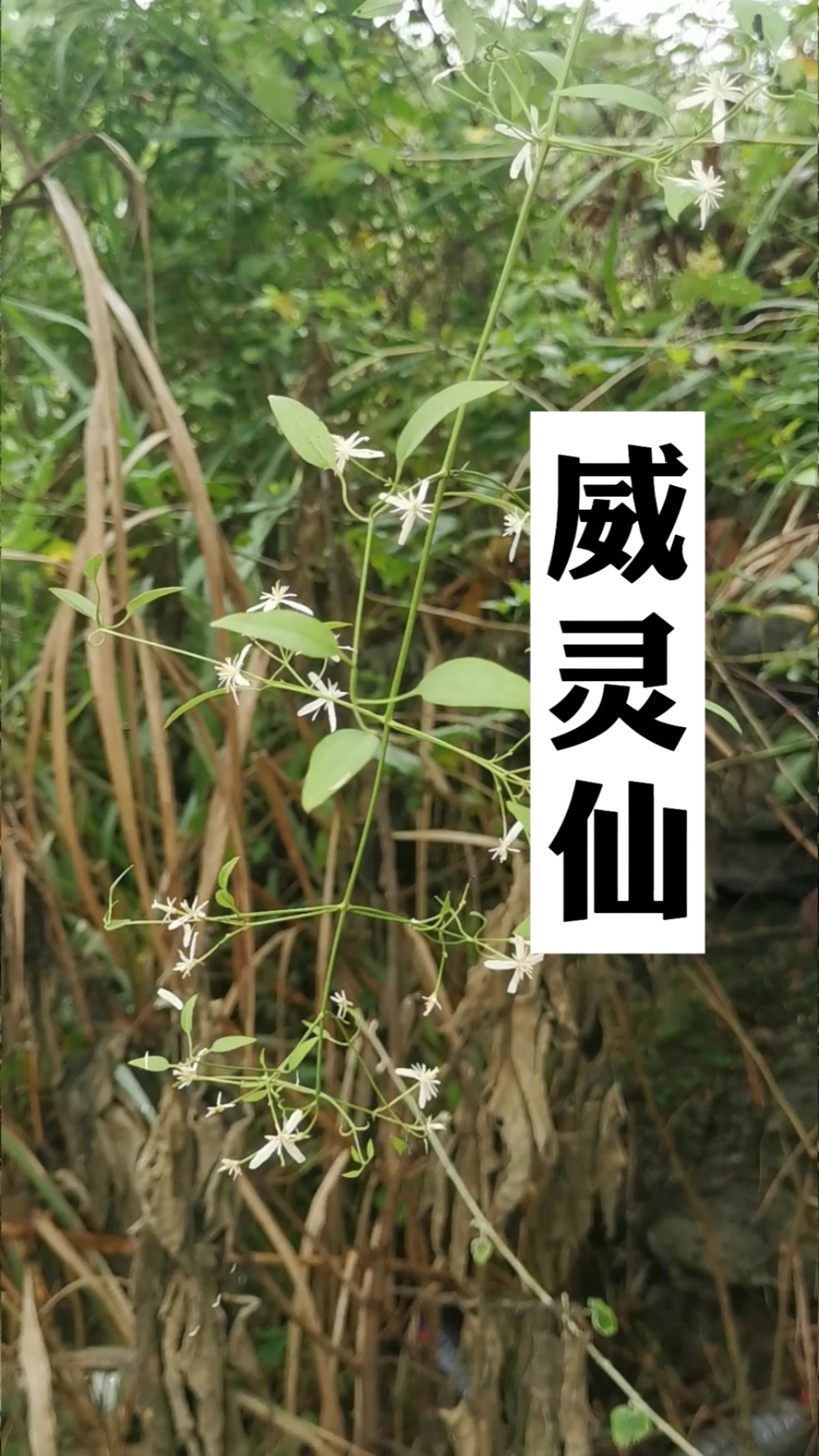 威灵仙原植物图片
