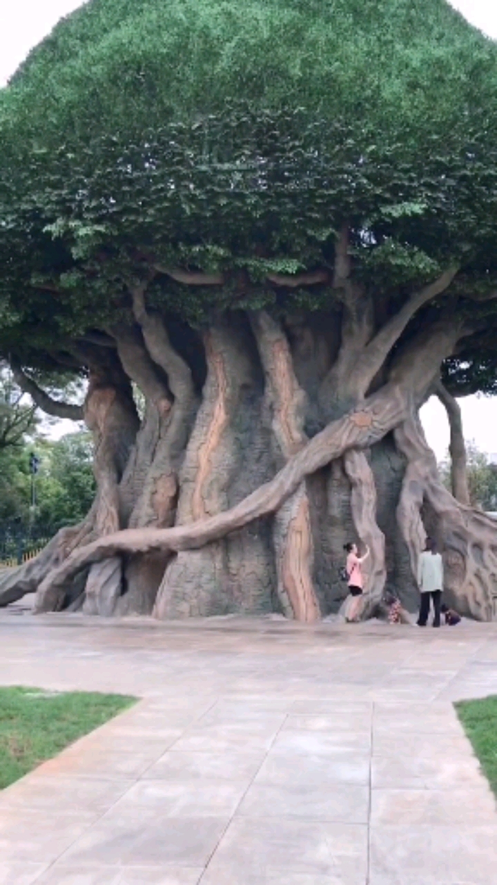 千年大树#风雨兼程,不远万里,都是为了遇见更好的自己