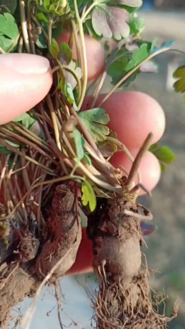 紫背天葵,夏无踪千年老鼠屎