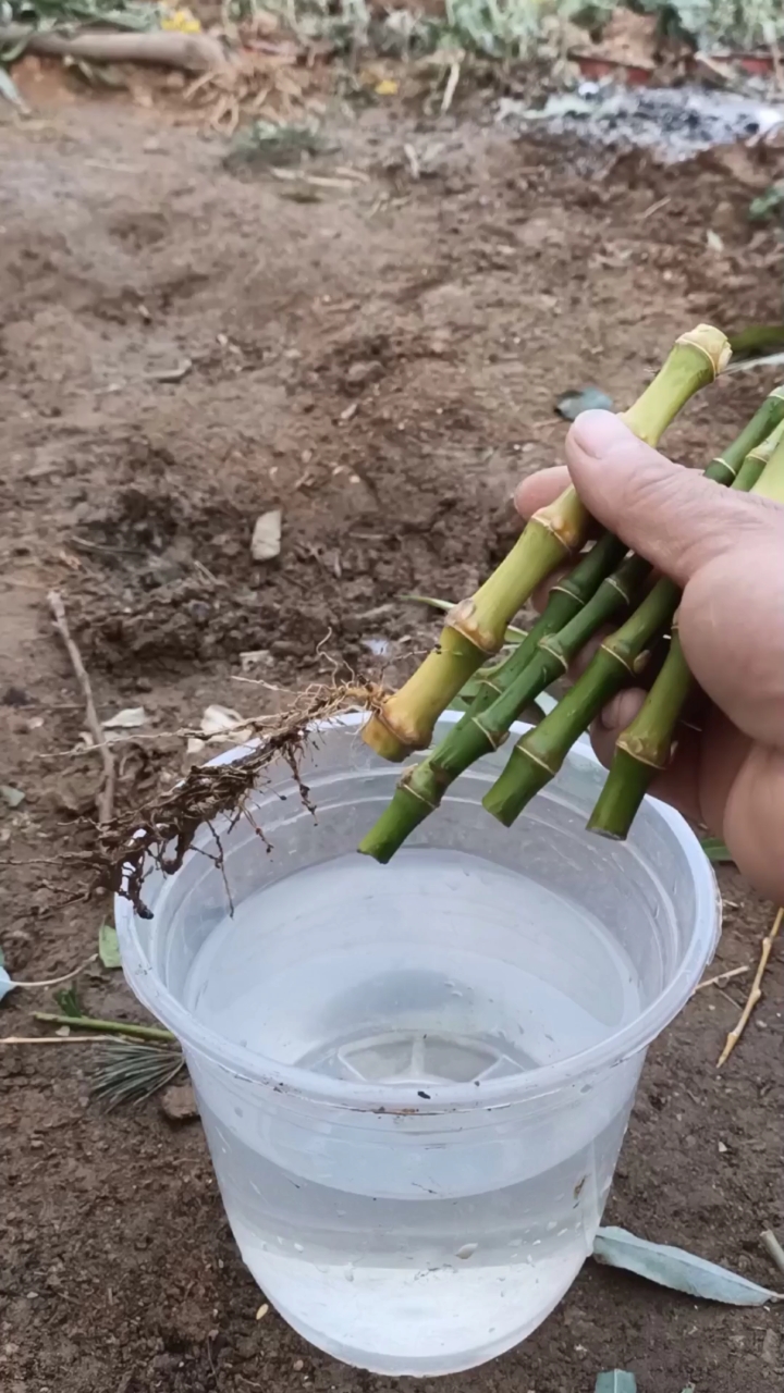 嫁接技术#竹子最牛生根技巧,一般人不会