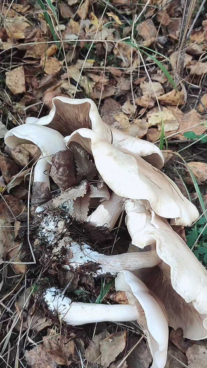 秋天了出大白蘑菇了