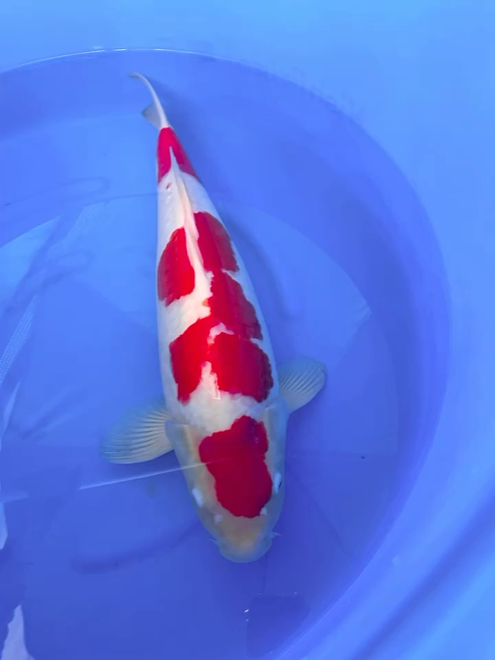 锦鲤#60公分丸顶四段红白锦鲤