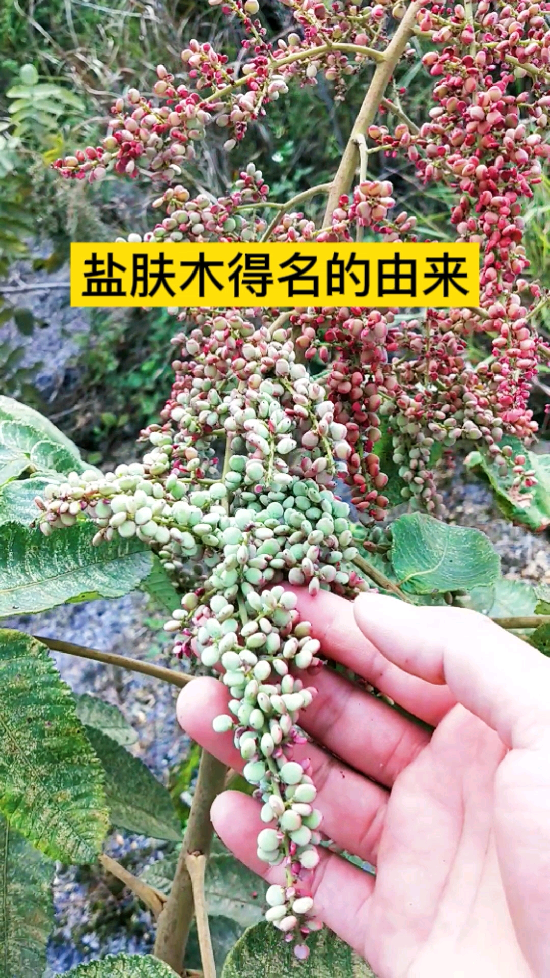 盐肤木得名的由来?