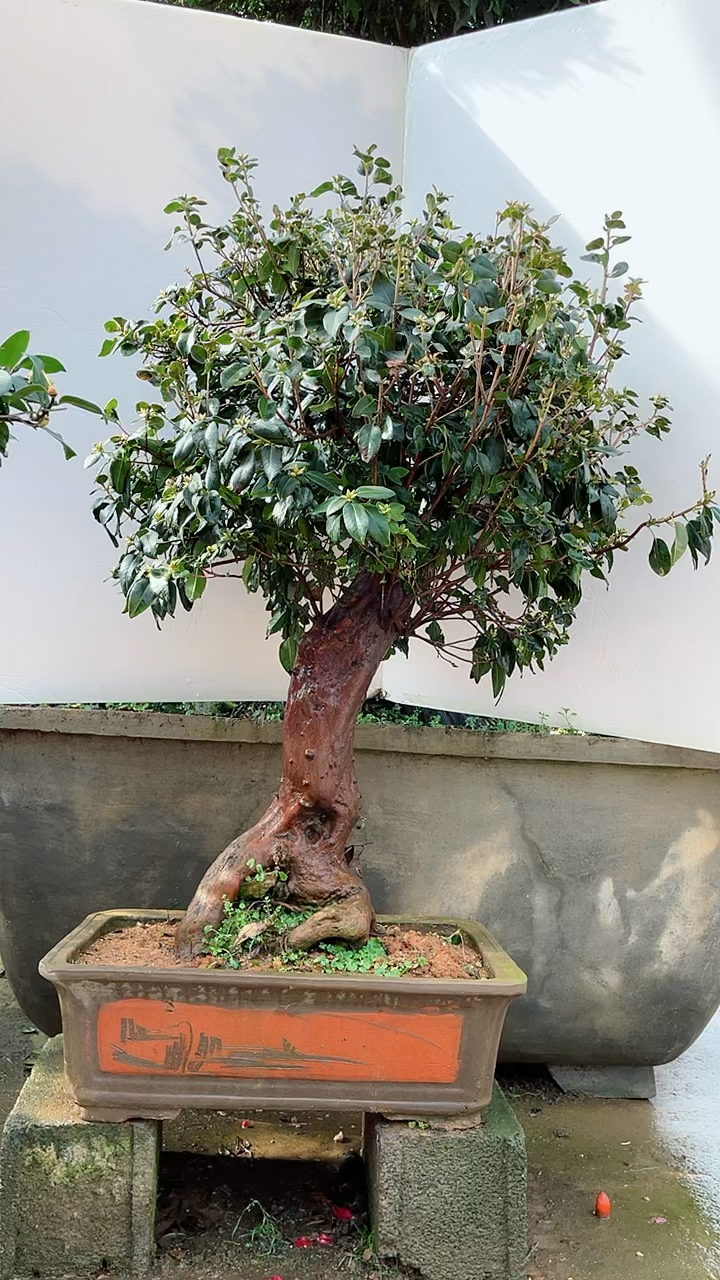 大树形态高山杜鹃