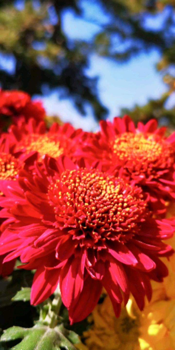 红菊花的照片图片