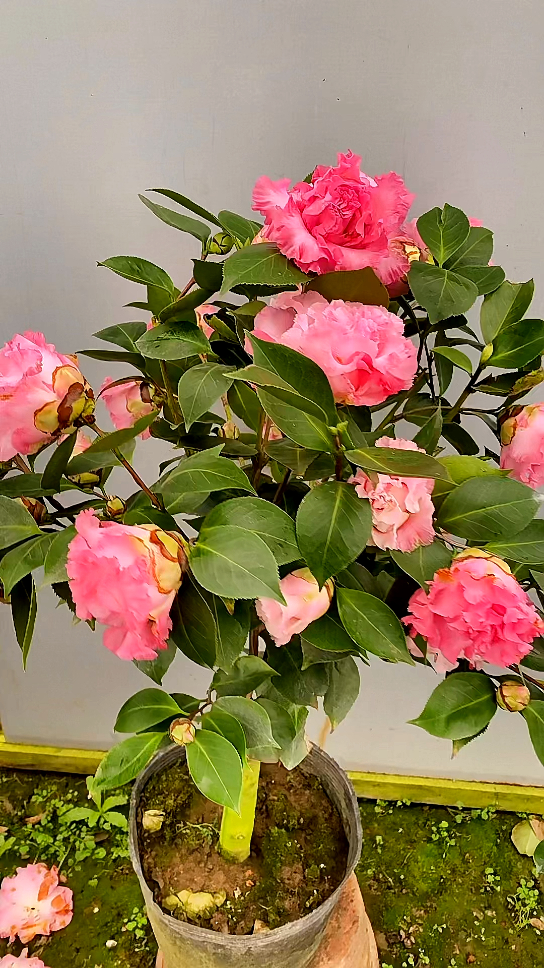 粉色依莲贝蒂茶花开品鉴赏