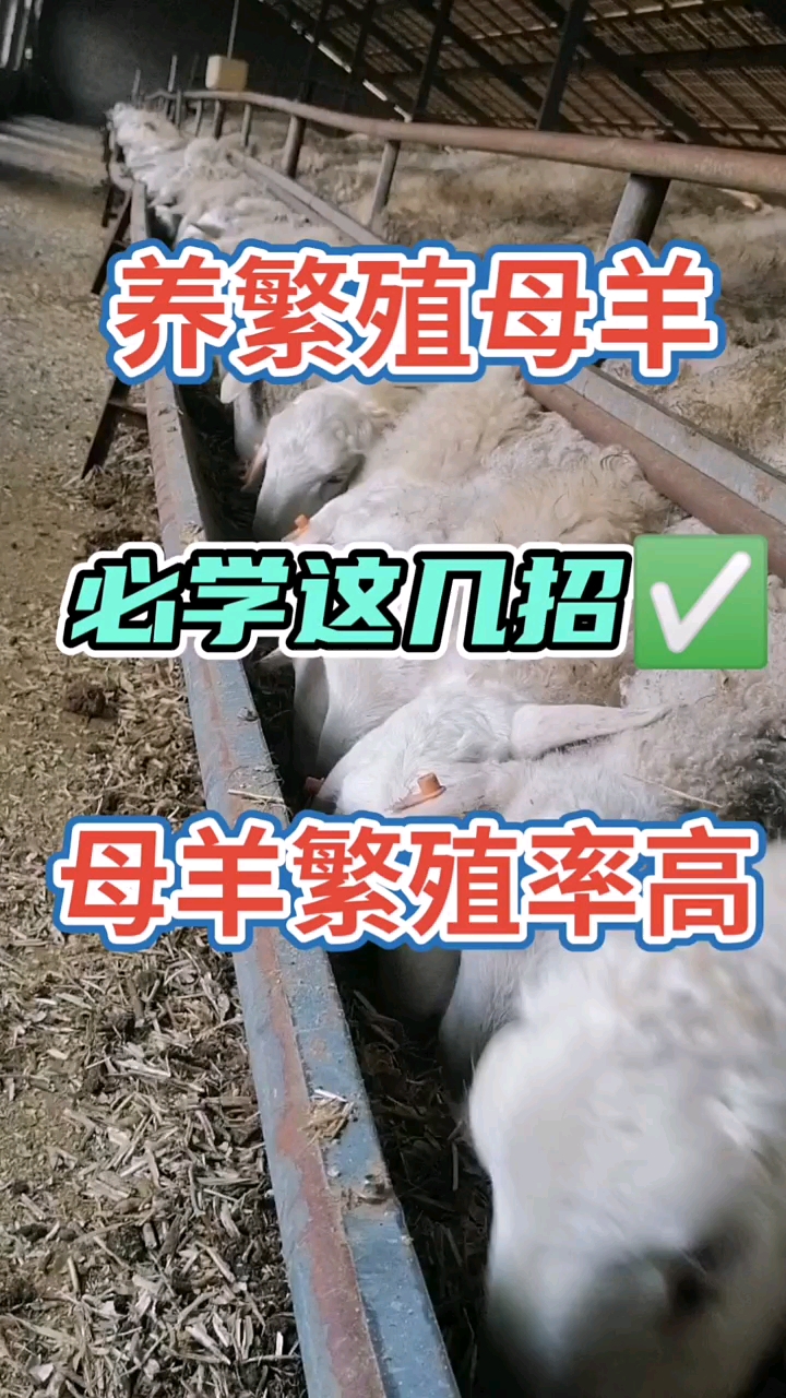 养繁殖母羊必学这几招母羊繁殖率高多胎湖羊湖羊养殖基地