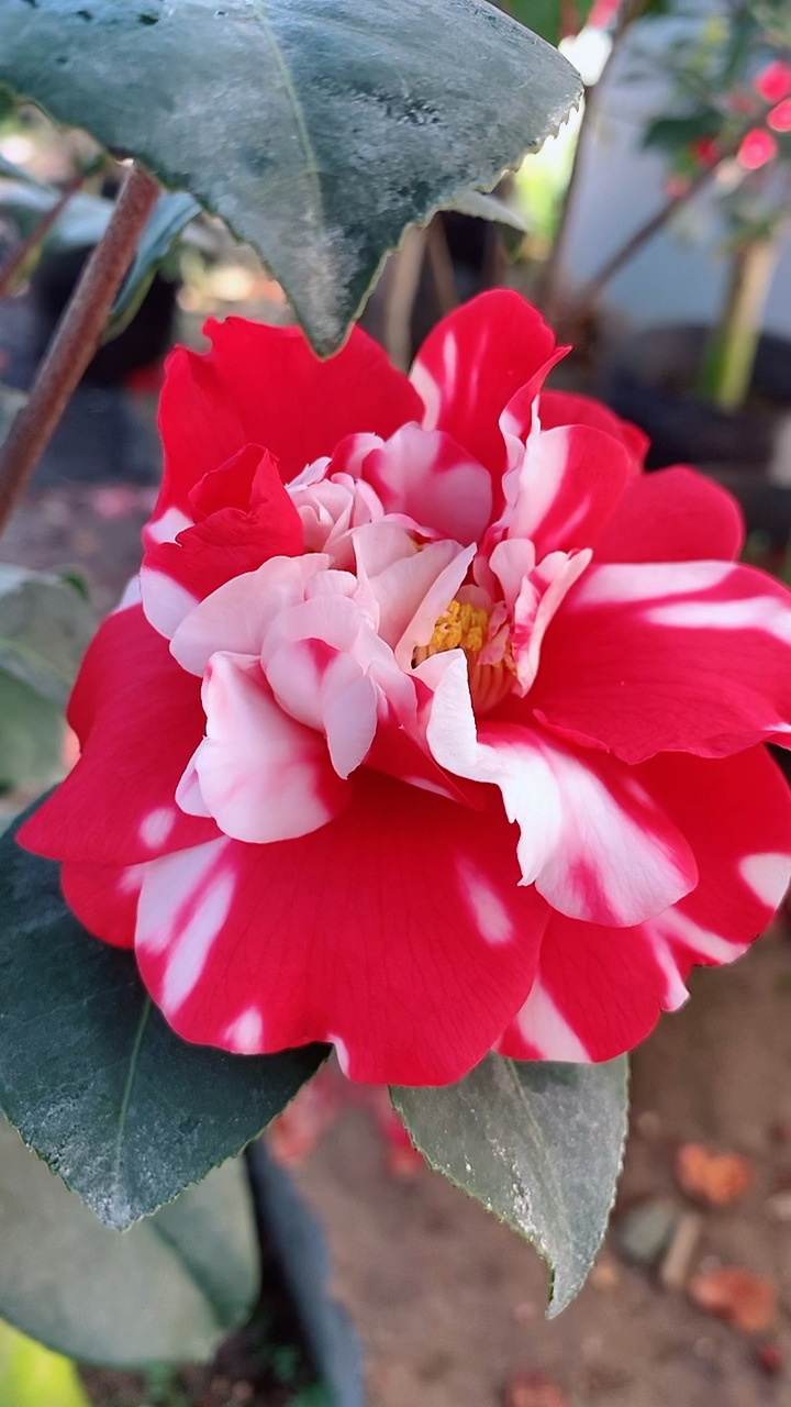 克徕帝茶花开品鉴赏