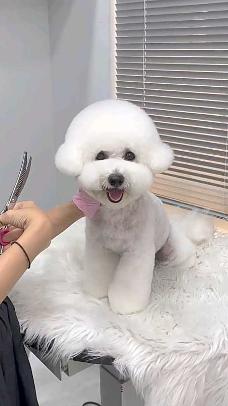 萌宠趣事打卡#小比熊犬好可爱啊