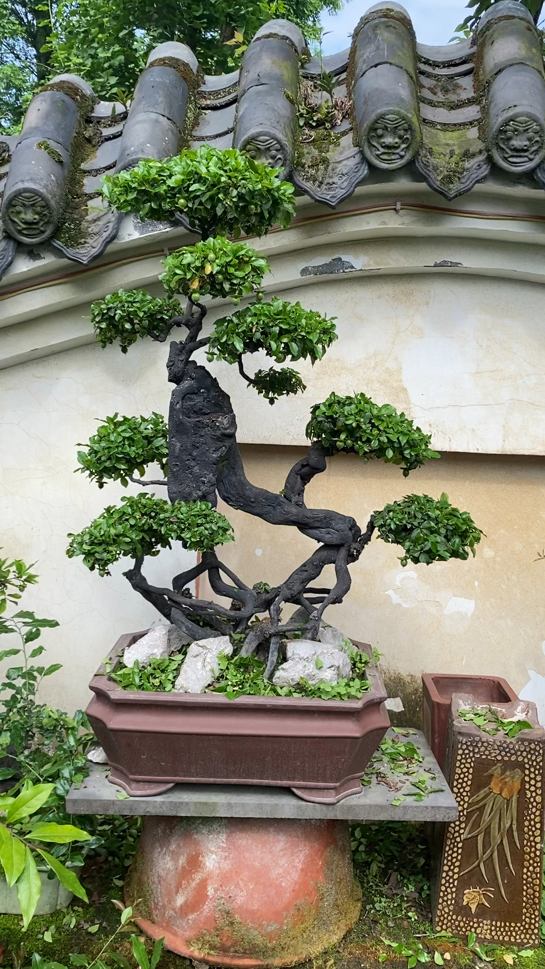 盆景#根艺型金弹子漂不漂亮?