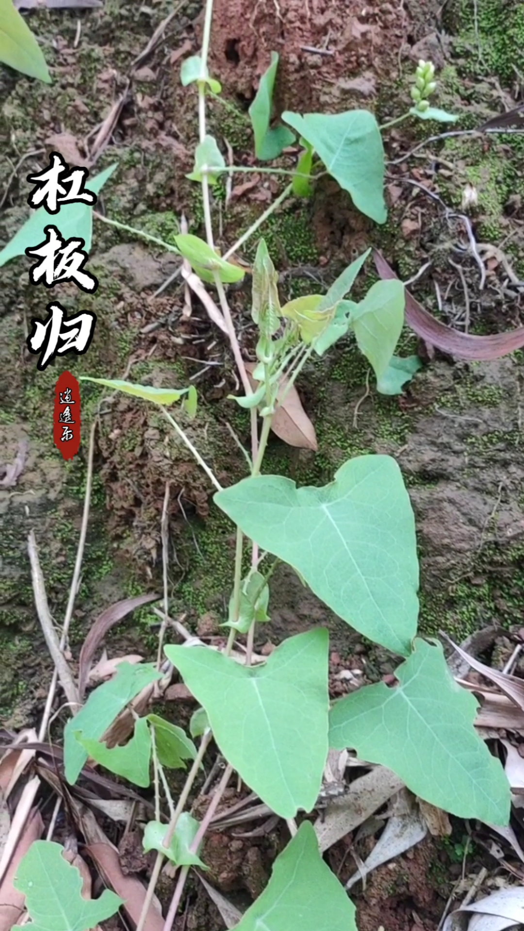认识中草药#百草中药之杠板归,蓼科植物,全株有倒刺,干燥地上部分