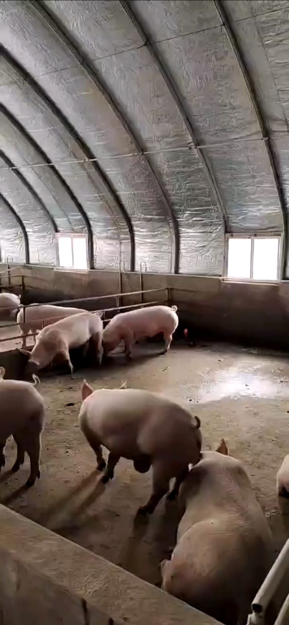 新型养猪大棚,将近1000平方,花费60000多
