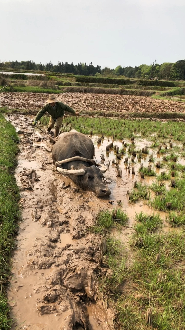 农村大伯赶牛耕泥田