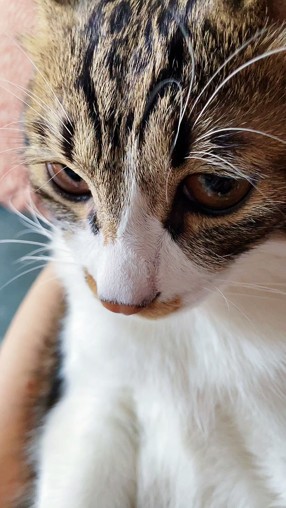 搞笑萌宠#猫咪的小眼神,让你看不透?