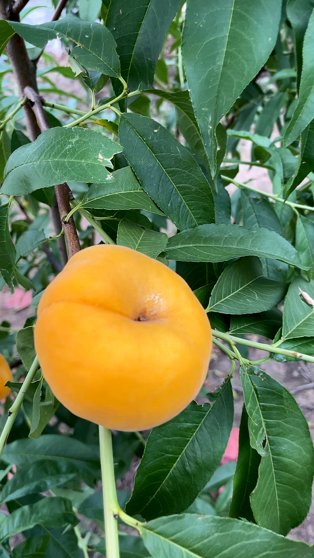 黄肉毛蟠桃中蟠101成熟上市啦-度小视