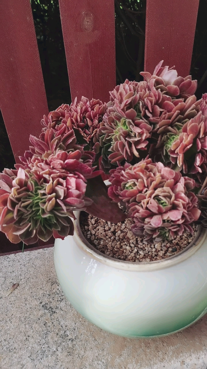 韶羞法师缀化,应该没休眠还在生长.