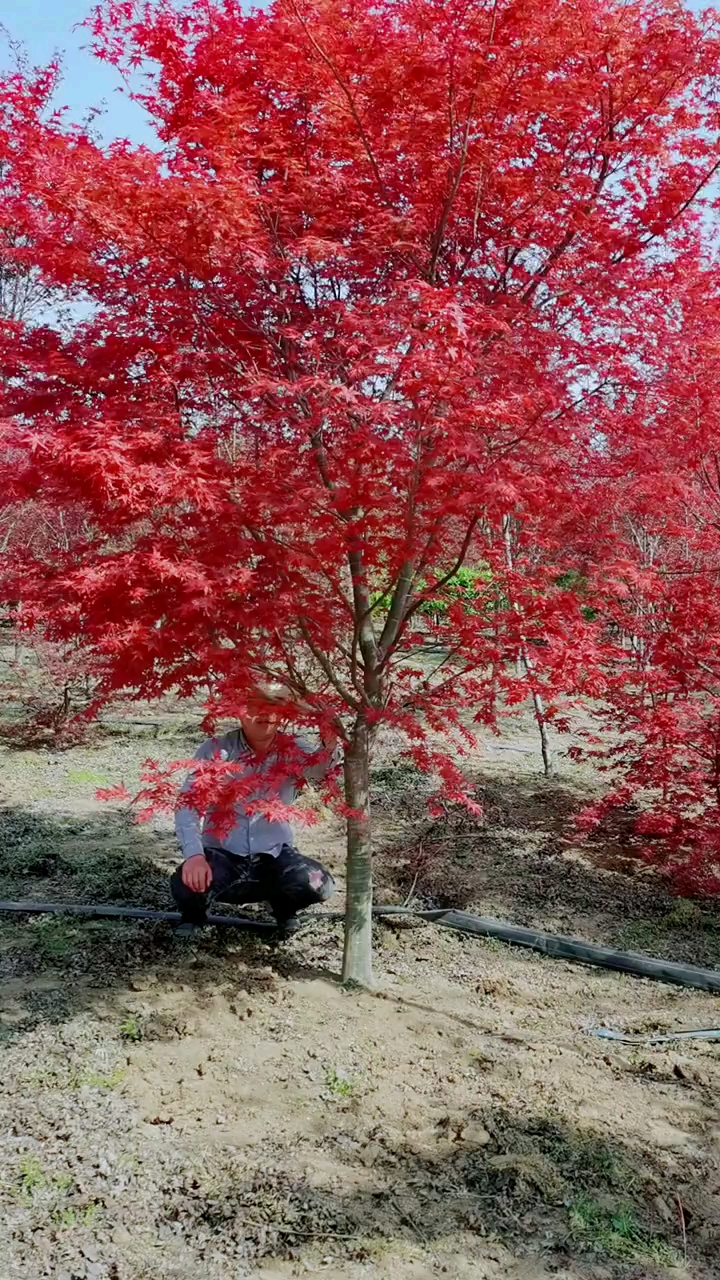 日本红枫风景树,红红火火,耐寒耐旱南北方都可以栽植
