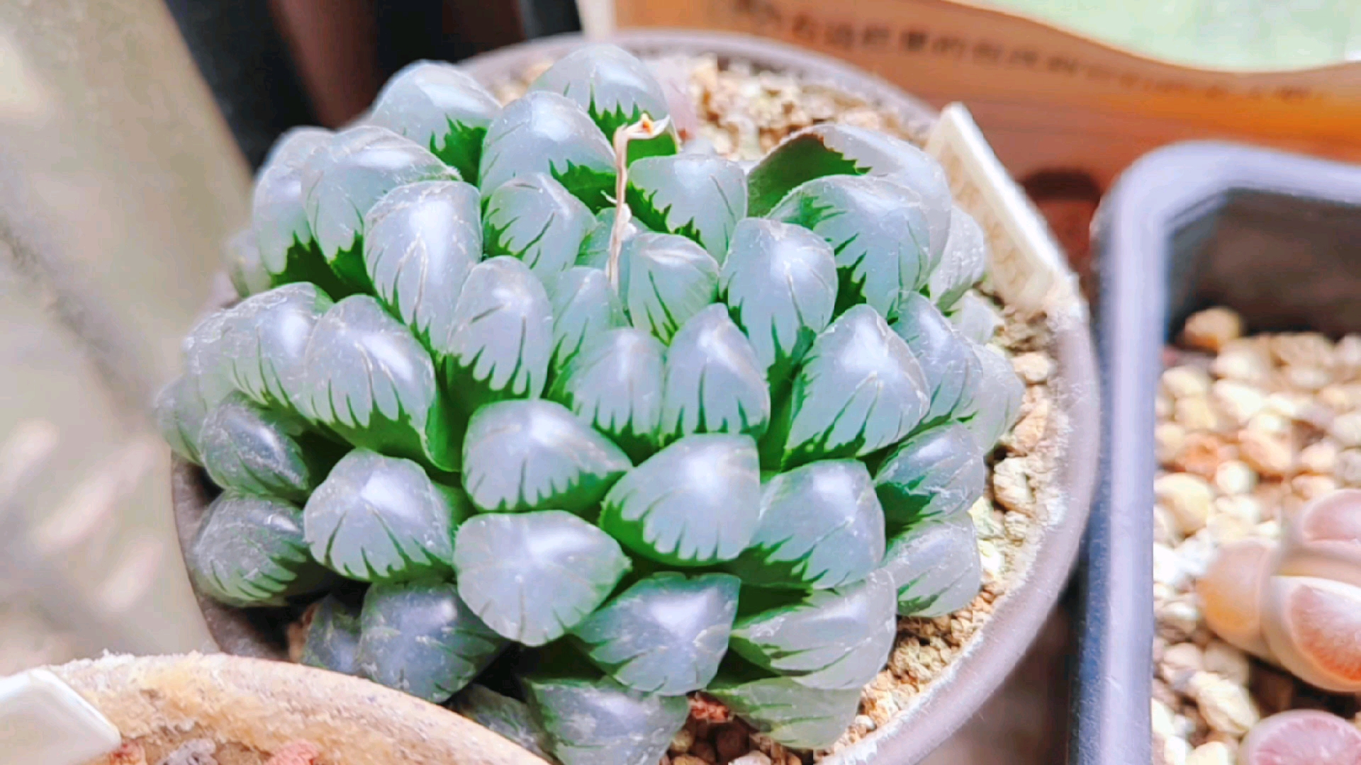 多肉植物#透亮透亮的玉露,给你带来纯洁无瑕的感觉!