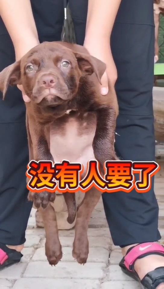 比特犬%这小眼神%比特犬%比特精神